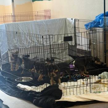 Shepherd Dogs Available for Adoption in Flagstaff, Arizona - Cicada | PetCurious