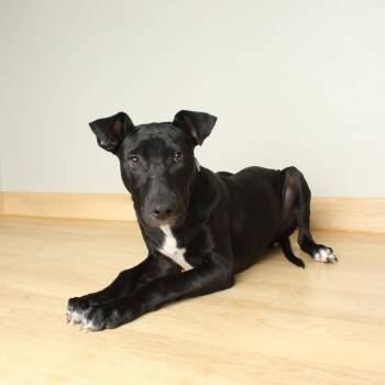 Rescue Black Labrador Retriever and Great Dane Dogs for Adoption in Minnetonka, Minnesota - Dardie Lee D65076 | PetCurious