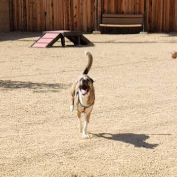 Harmony -  Siberian Husky and Australian Shepherd Dog for Adoption in Reno, Nevada - Harmony | PetCurious