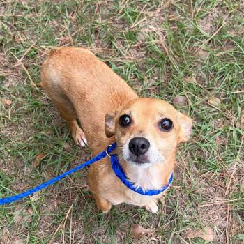 Charlie Willow -  Chihuahua Dog for Adoption in Houston, Texas - Charlie Willow | PetCurious