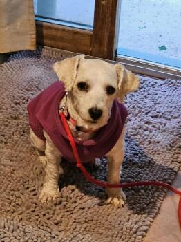 Rescue Mia -  Bichon Frise Dog for Adoption in Batavia, New York - Rescue Mia | PetCurious