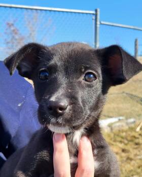 Chihuahua Dogs Available for Adoption - Hash | PetCurious