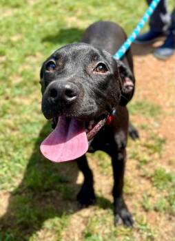 EMBER -  Labrador Retriever and Mixed Breed Dog Available for Adoption in York, South Carolina - EMBER | PetCurious