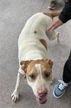 Rescue Labrador Retriever Dogs for Adoption in Brentwood, Missouri - LADY RAINICORN | PetCurious