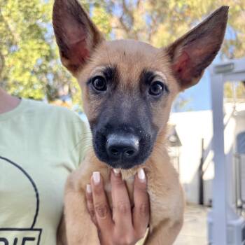 Scooby -  Shepherd Dog for Adoption in Rancho Santa Margarita, California - Scooby | PetCurious