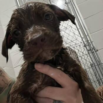 Labrador Retriever Dogs Available for Adoption in Richmond Hill, Georgia - Happy | PetCurious