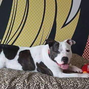 Tonya -  American Staffordshire Terrier Dog for Adoption in Williston, Vermont - Tonya | PetCurious