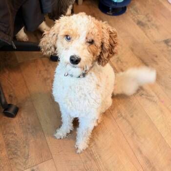 CoCo -  Golden Retriever and Poodle Dog for Adoption in Peculiar, Missouri - CoCo | PetCurious