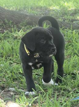 Labrador Retriever Dogs Available for Adoption in The Woodlands, Texas - Zeus | PetCurious