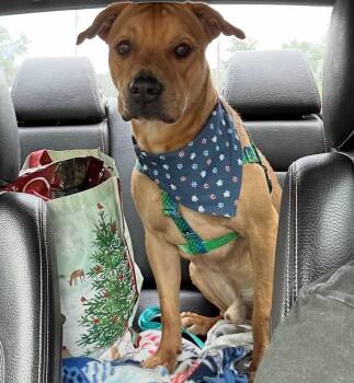 Rescue Yellow Labrador Retriever and Mixed Breed Dogs for Adoption in Carolina, Carolina - Mateo - The Smiley Guy | PetCurious