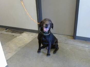 SULLY -  Labrador Retriever and Mixed Breed Dog for Adoption in Ontario, California - SULLY | PetCurious