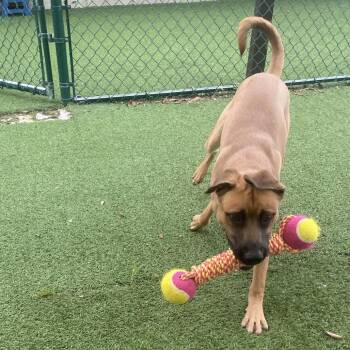 Link 3584 -  Mixed Breed Dog for Adoption in Loxahatchee Groves, Florida - Link 3584 | PetCurious