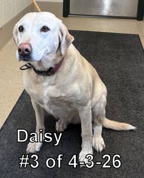 Labrador Retriever Dogs Available for Adoption in Gaylord, Michigan - Daisy #3 Of 4-3-26 | PetCurious