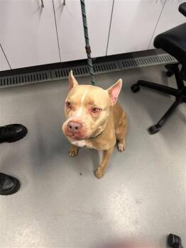 Mixed Breed Dogs Available for Adoption in West Chester, Pennsylvania - Rosy | PetCurious