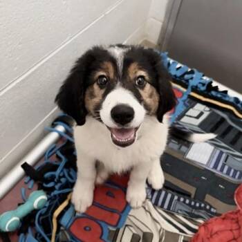 Beethoven -  Great Pyrenees and English Shepherd Dog for Adoption in Marshall, Virginia - Beethoven | PetCurious