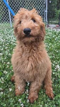 Brooke -  Golden Retriever and Standard Poodle Dog for Adoption in Malvern, Pennsylvania - Brooke | PetCurious