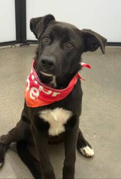 Calabasa -  Australian Cattle Dog Blue Heeler and Labrador Retriever Dog for Adoption in Fort Lupton, Colorado - Calabasa | PetCurious