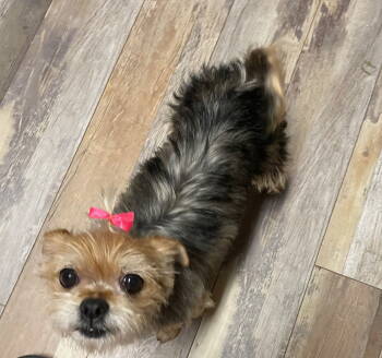 Rescue Shih Tzu and Yorkshire Terrier Dogs for Adoption in Pittsboro, North Carolina - Minnie | PetCurious