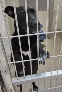 Rescue Labrador Retriever Dogs for Adoption in Decatur, Illinois - CARL | PetCurious