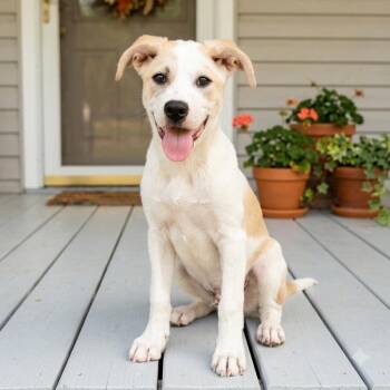 Scout -  Great Pyrenees and Australian Shepherd Dog for Adoption in Tishomingo, Oklahoma - Scout | PetCurious