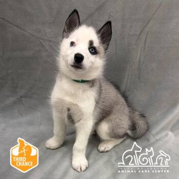 Siberian Husky Dogs Available for Adoption in Irvine, California - QUARTZ | PetCurious