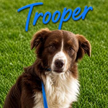 Border Collie Dogs Available for Adoption in Hohenwald, Tennessee - Trooper | PetCurious