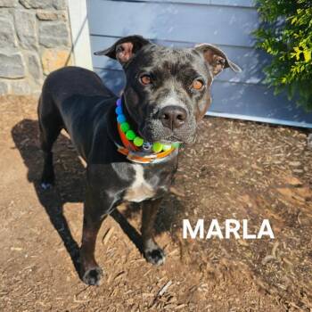 Marla -  Pit Bull Terrier Dog for Adoption in Madisonville, Tennessee - Marla | PetCurious