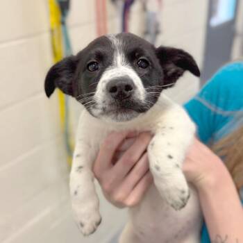 Mixed Breed Dogs Available for Adoption in Hendersonville, North Carolina - Tecna | PetCurious