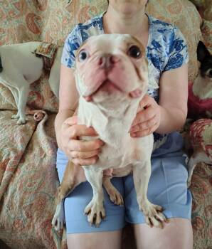 Boston Terrier Dogs Available for Adoption in VERNON ROCKVL, Connecticut - Courtesy Post - Kwinn | PetCurious