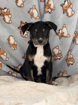 Rescue Labrador Retriever Dogs for Adoption in Nashville, Tennessee - Kobe | PetCurious