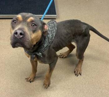 Cactus -  Mixed Breed Dog for Adoption in Chamblee, Georgia - Cactus | PetCurious