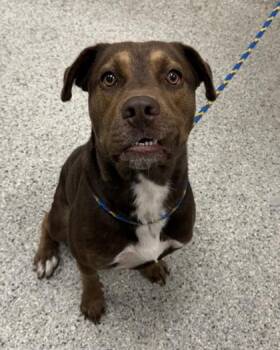 Messi -  Mixed Breed Dog for Adoption in Kansas City, Missouri - Messi | PetCurious