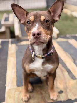 Mixed Breed Dogs Available for Adoption - Carrie | PetCurious