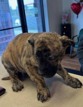 Mastiff and Pit Bull Terrier Dogs Available for Adoption - Amy (Big Bang Litter) | PetCurious