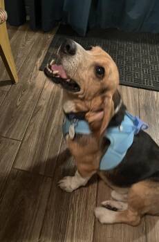 Basset Hound and Beagle Dogs Available for Adoption - Amos | PetCurious