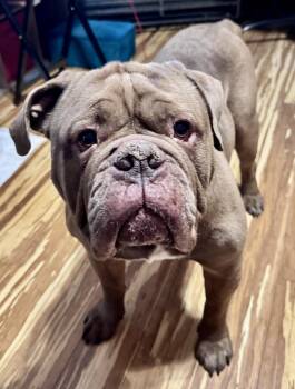 English Bulldog Dogs Available for Adoption in Wheaton, Illinois - Todd | PetCurious