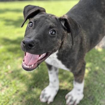 Paw Patrol Pup - Liberty -  Shepherd and Terrier Dog for Adoption in San Diego, California - Paw Patrol Pup - Liberty | PetCurious