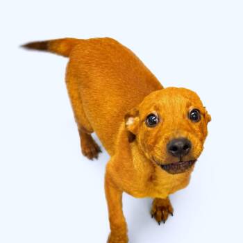 Maple -  Pit Bull Terrier and Mixed Breed Dog for Adoption in Concord, North Carolina - Maple | PetCurious