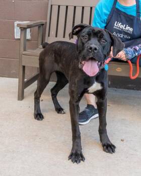 Mixed Breed Dogs Available for Adoption in Chamblee, Georgia - Qwinnie - IN FOSTER | PetCurious