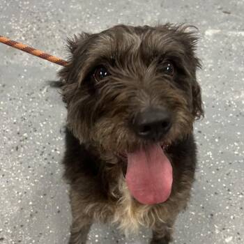 Pepper (Whoopi G) -  Terrier and Mixed Breed Dog for Adoption in Saint Joseph, Missouri - Pepper (Whoopi G) | PetCurious