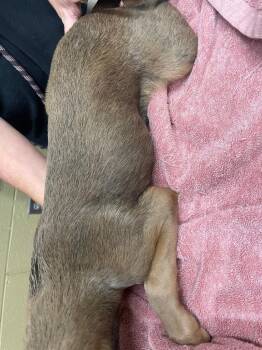 Custard -  Mixed Breed Dog Available for Adoption in Douglasville, Georgia - Custard | PetCurious