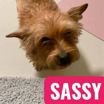 Yorkshire Terrier Dogs Available for Adoption - Sassy | PetCurious