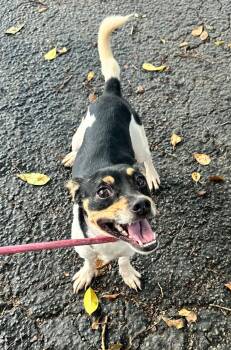 Rescue Miniature Pinscher and Terrier Dogs for Adoption in Margate, Florida - Jeff | PetCurious