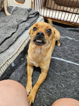 Mouth -  Chihuahua Dog Available for Adoption in El Centro, California - Mouth | PetCurious