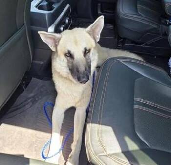 BOY -  German Shepherd Dog Dog for Adoption in San Antonio, Texas - BOY | PetCurious