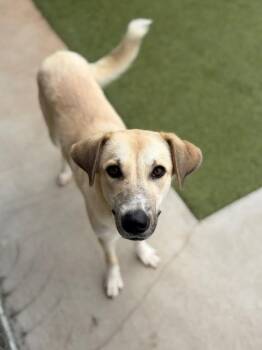 Daffodil -  Great Pyrenees Dog for Adoption in Fayetteville, Arkansas - Daffodil | PetCurious