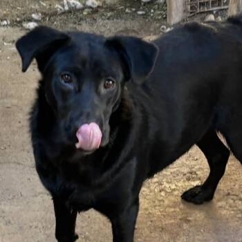 Ruby -  Black Labrador Retriever Dog for Adoption in Yuma, Arizona - Ruby | PetCurious