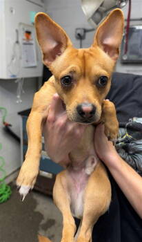 Rescue Chihuahua Dogs for Adoption in Woodland, California - *BONSAI | PetCurious