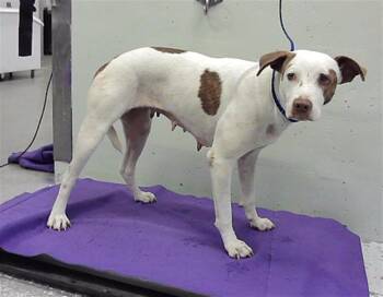 SPLASH -  Staffordshire Bull Terrier and Mixed Breed Dog for Adoption in Houston, Texas - SPLASH | PetCurious