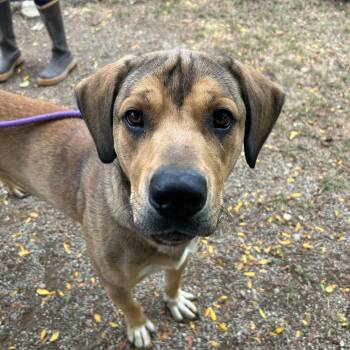 Mixed Breed Dogs Available for Adoption - Rowdy | PetCurious